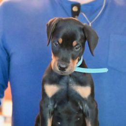 Boy 2 - Black and rust male Doberman Pinscher puppy in Shrewsbury, Massachusetts from Di Nonno Dobermann