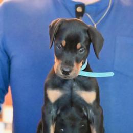 Boy 2 - Black and rust male Doberman Pinscher puppy in Shrewsbury, Massachusetts from Di Nonno Dobermann