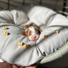 Queen - Blenheim female Cavalier King Charles Spaniel puppy in Limestone, Montana from Alpine Cavaliers