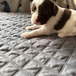 Girl 2 - White and liver female Brittany puppy in Adairsville, Georgia from Rocking L Farms