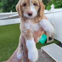 Goldendoodle and Shihpoo Puppies from Stormie's Doodles