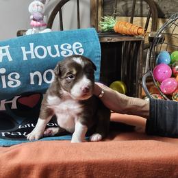 Girl 3 - female Border Collie puppy in Wakeman, Ohio from Sandstone Ridge Kennels