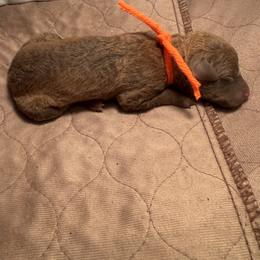 Orange Girl - Sedge female Chesapeake Bay Retriever puppy in Houston, Texas from Monarch Chesapeakes