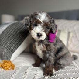 Alta - Blue merle female Bernedoodle puppy in Weston, Idaho from Berne n Doodles