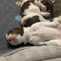 English Springer Spaniel Puppies from Timothy Naylor