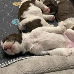 English Springer Spaniel Puppies from Timothy Naylor