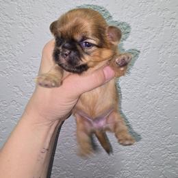 Dopey - Red and tan male Shih Tzu puppy in Cabot, Arkansas from Borderland's Kennel
