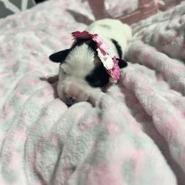 Miniature Schnauzer Puppies from LIZ FANCY SCHNAUZERS