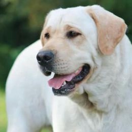 Labrador Retrievers from Belle Rose Labradors