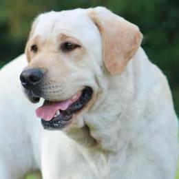 Labrador Retrievers from Belle Rose Labradors