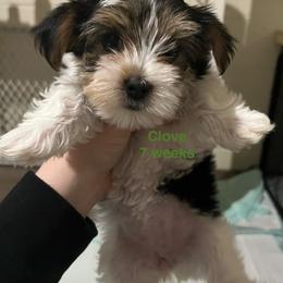 Clove - Parti female Yorkshire Terrier puppy in Forest, Virginia from Majestic Touch Kennels and Pet Services