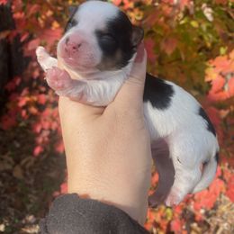 Biewer Terrier Puppies from Petit Bijou