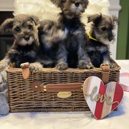 Miniature Schnauzer Puppies from ZRULES