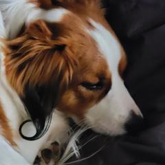 Nederlandse Kooikerhondjes from Montgomery Royale Kooikerhondjes