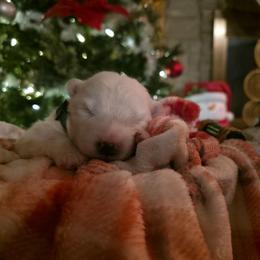Green - White male Samoyed puppy in San Antonio, Texas from Hill Country Samoyeds