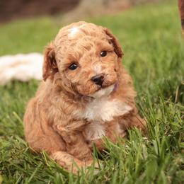 Fenton - Apricot male Poodle puppy in Nappanee, Indiana from Perfect Match Poodles