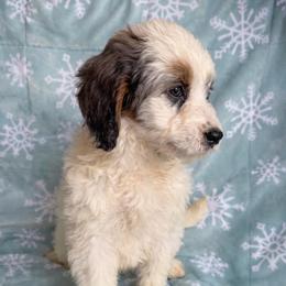 Bisque - Merle female Bernedoodle puppy in Canterbury, Connecticut from Katelyn A