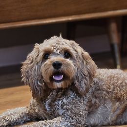 Abby - Cavapoo