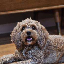 Abby - Cavapoo