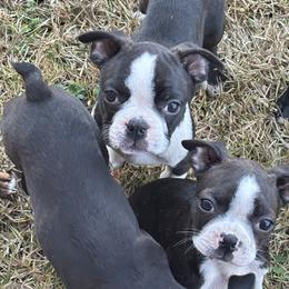 Gril 2 - Black and white female Boston Terrier puppy in Mc Donough, Georgia from Ballard Boston Terriers