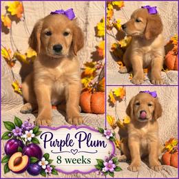 Purple Plum - Dark golden female Golden Retriever puppy in Apple Valley, California from Frankly Golden