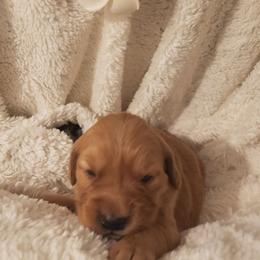 Shania - Dark golden female Golden Retriever puppy in Skull Valley, Arizona from TC's Golden Ranch
