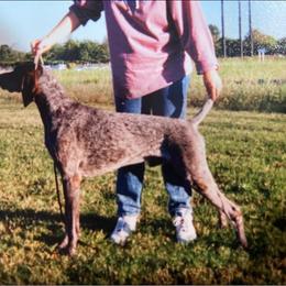 Charlie - German Shorthaired Pointer