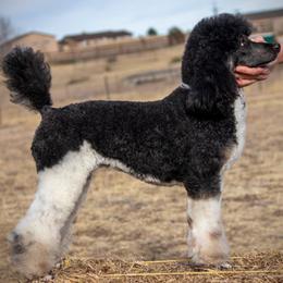 Vee - Poodle