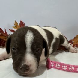 Pink - Liver and white female German Shorthaired Pointer puppy in Newton Grove, North Carolina from Wayalife Labradors & Gsp’s