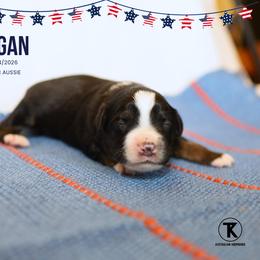 Reagan- BTM - Black tri male Miniature Australian Shepherd puppy in Nacogdoches, Texas from TK Standard, Mini, & Toy Aussies