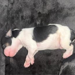 Black-red parti (Bandit) - Parti male Miniature Schnauzer puppy in Bluffdale, Utah from Mountain Point Schnauzers