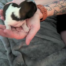 Shih Tzu Puppies from Hernandez Family Shih Tzus