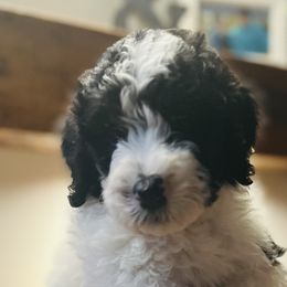 Nestle - Female - Black and white Sheepadoodle puppy in Surprise, Arizona from Desert Lily Doodles