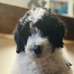 Nestle - Female - Black and white Sheepadoodle puppy in Surprise, Arizona from Desert Lily Doodles
