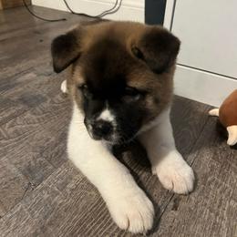 Dark Blue - Brown brindle male Akita puppy in Las Vegas, Nevada from Ishikawa Akita's