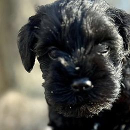 Miniature Schnauzers from Miniature Schnauzers of Delmarva