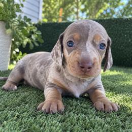 Bentley - Dapple male Dachshund puppy in Boston, Massachusetts from London’s puppies