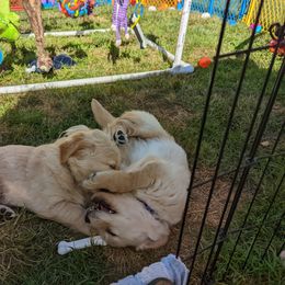 Golden Retriever Puppies from Sola Mae's Goldens