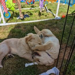 Golden Retriever Puppies from Sola Mae's Goldens