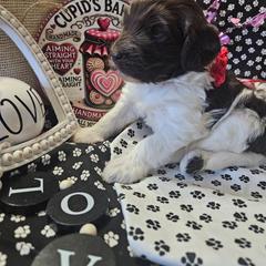 Girl 2 - White and black female Bordoodle puppy in Hillsboro, Wisconsin from Nolichuckey Bordoodles
