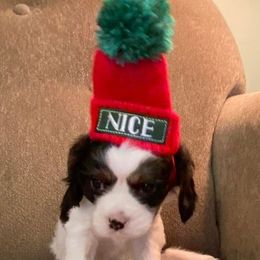 Cavalier King Charles Spaniel Puppies from Peaceful Promise Cavaliers