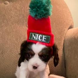Cavalier King Charles Spaniel Puppies from Peaceful Promise Cavaliers