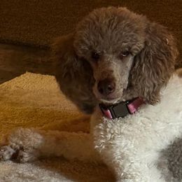 Poodles from Noble Standards