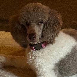 Poodles from Noble Standards