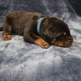 Blue - Black and rust male Beauceron puppy in Batavia, New York from Oakland Beaucerons