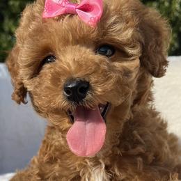 Goldendoodles and Poodles from Doodle & Poodle Valley
