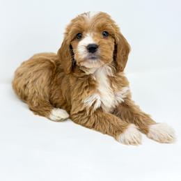 ROCKET - Red  male Goldendoodle puppy in Davison, Michigan from Dreaming Doodles