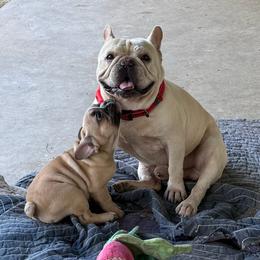 Pete - French Bulldog