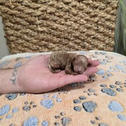 Razz (CKC) - Apricot male Poodle puppy in Rainbow City, Alabama from Spinks Poodles