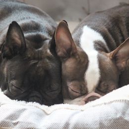 Boston Terriers from Sunset Knoll Boston Terriers